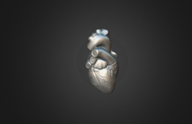 Heart 3D Model